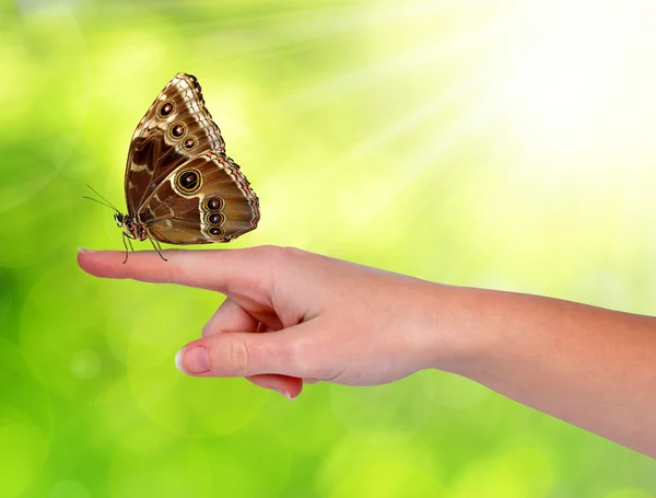 Schmetterlingsmorpho auf der Hand sitzend — Stockfoto