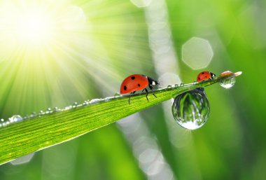 çiğ ve ladybirds