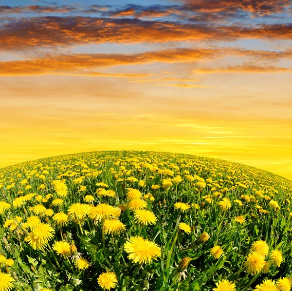 Dandelions — Stock Photo, Image