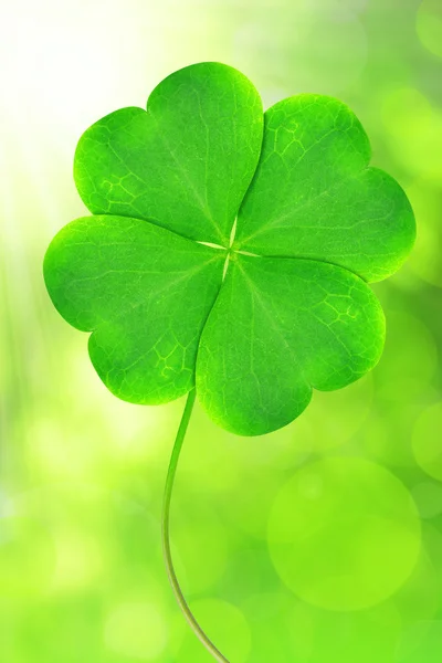 Green clover leaf — Stock Photo, Image