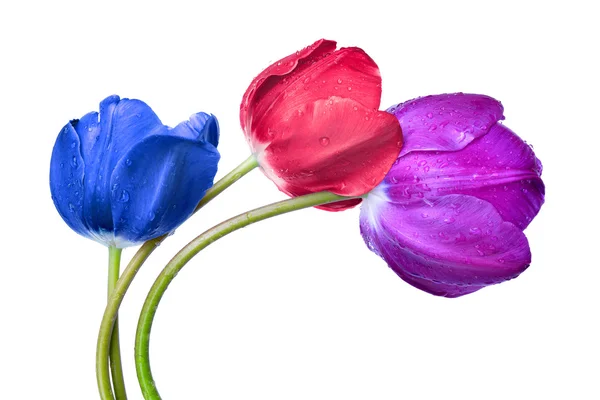 Met dauw bedekte tulpen — Stockfoto