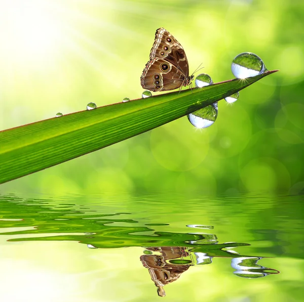 Erba verde e farfalla Morpho — Foto Stock