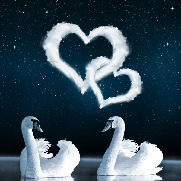 Swans on the lake — Stock Photo, Image