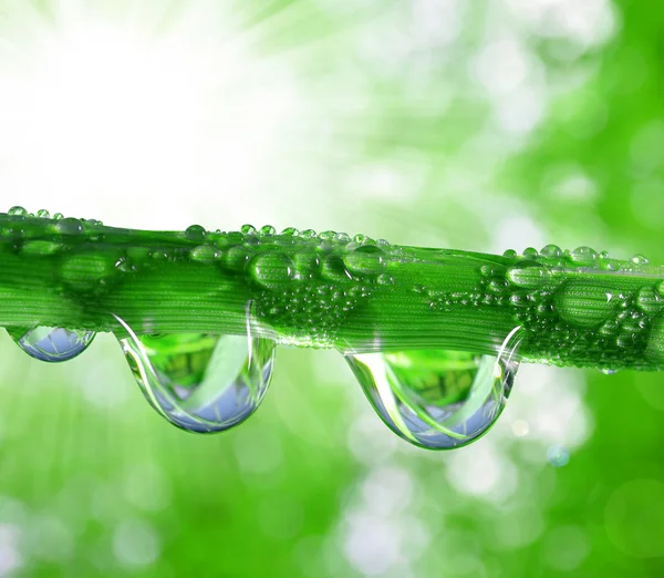 Dew drops — Stock Photo, Image