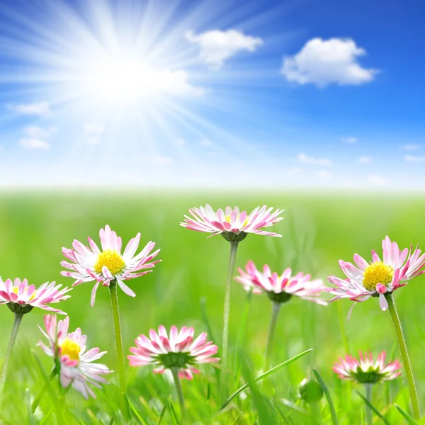 Daisy flowers — Stock Photo, Image