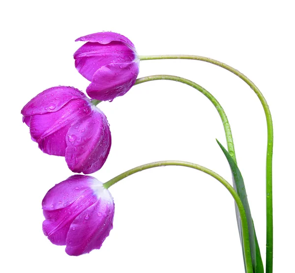 Taufrische lila Tulpen — Stockfoto