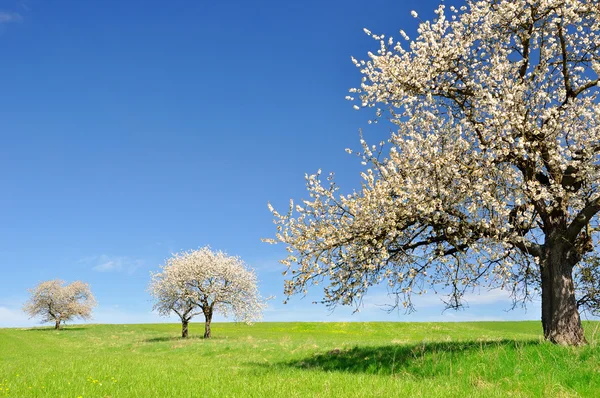 Blommande körsbärsträd — Stockfoto