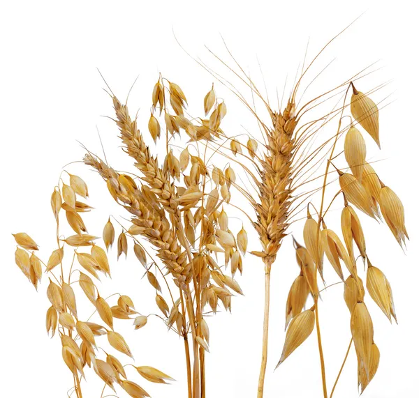 Вівса, жита і пшениці — стокове фото