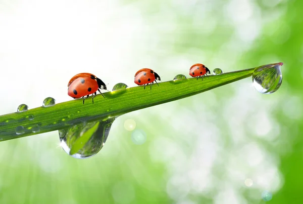이 슬과 ladybirds — 스톡 사진