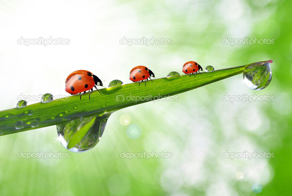 Dew and ladybirds