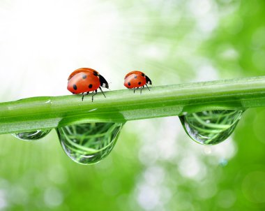 çiğ ve ladybirds