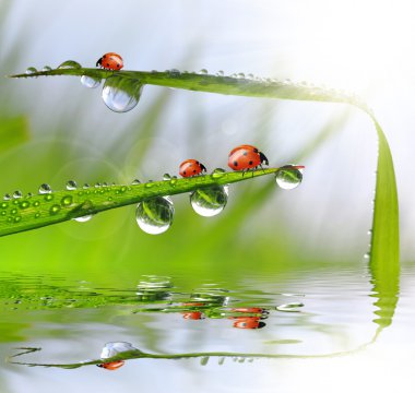 çiğ ve ladybirds