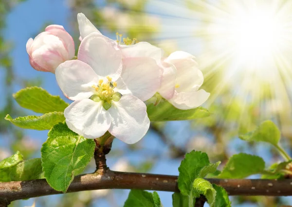 Flores de primavera —  Fotos de Stock