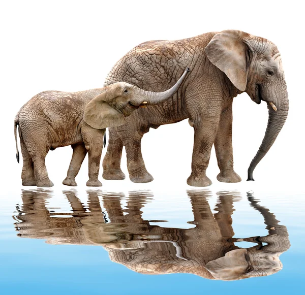 Afričtí sloni — Stock fotografie