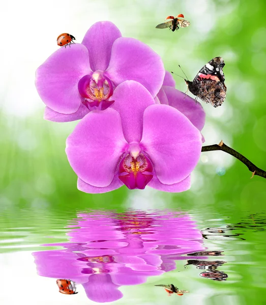 Beautiful purple orchid — Stock Photo, Image