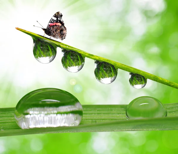 Dew and butterfly — Stock Photo, Image