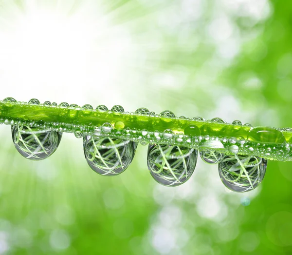 Gotas de orvalho — Fotografia de Stock