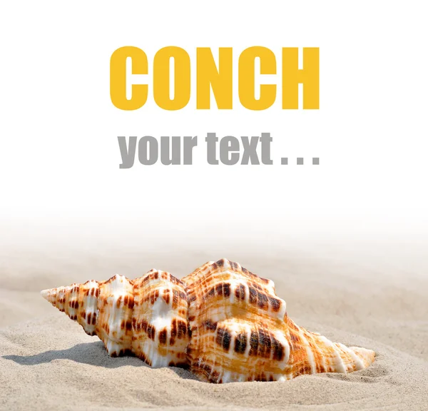 Concha na areia — Fotografia de Stock