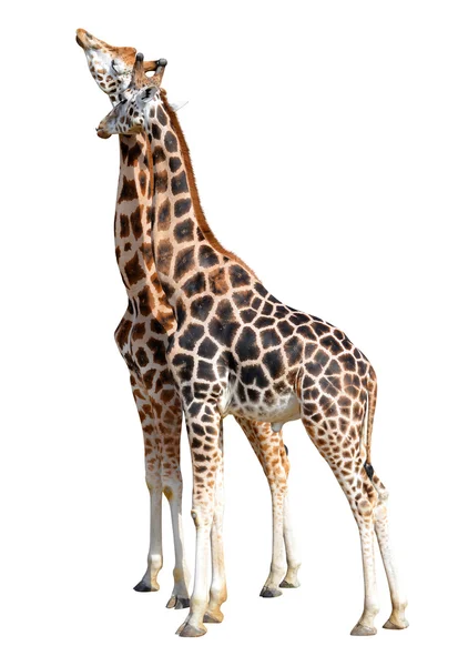 Milující žirafy — Stock fotografie