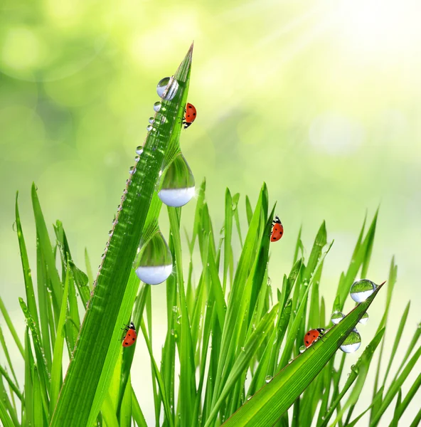 Orvalho de manhã fresco em uma grama de primavera — Fotografia de Stock