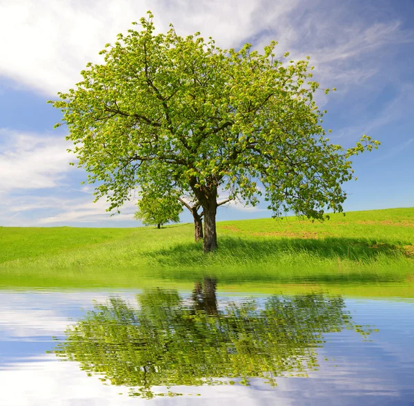 Spring landscape — Stock Photo, Image