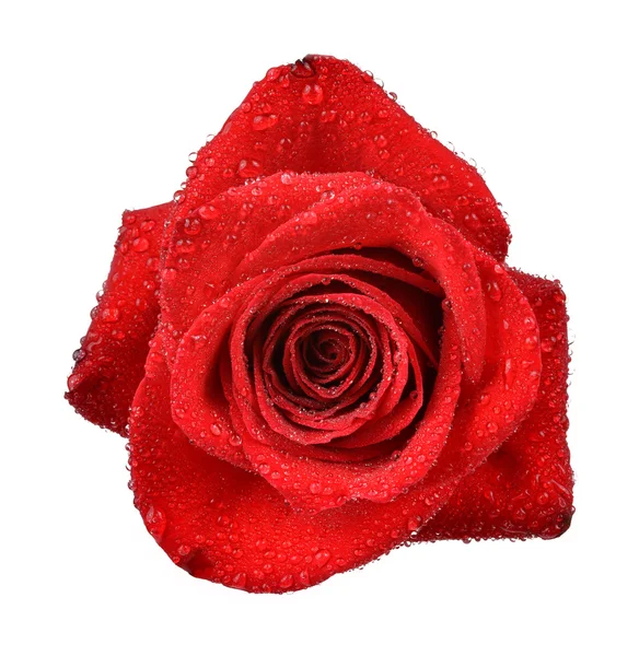 Δροσερή τριαντάφυλλο — Φωτογραφία Αρχείου