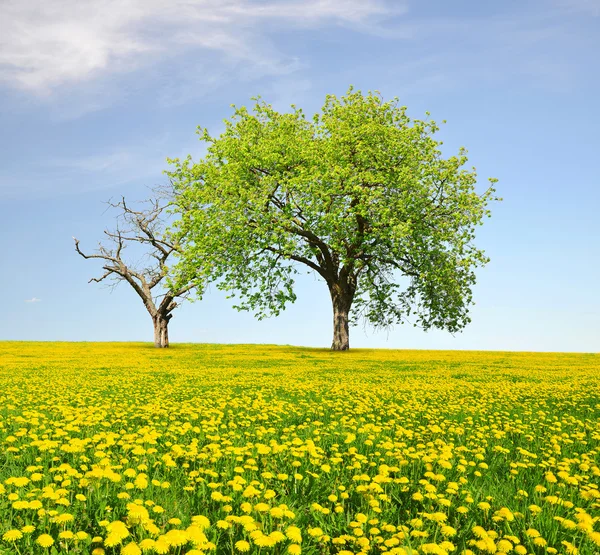 Paesaggio di primavera — Foto Stock