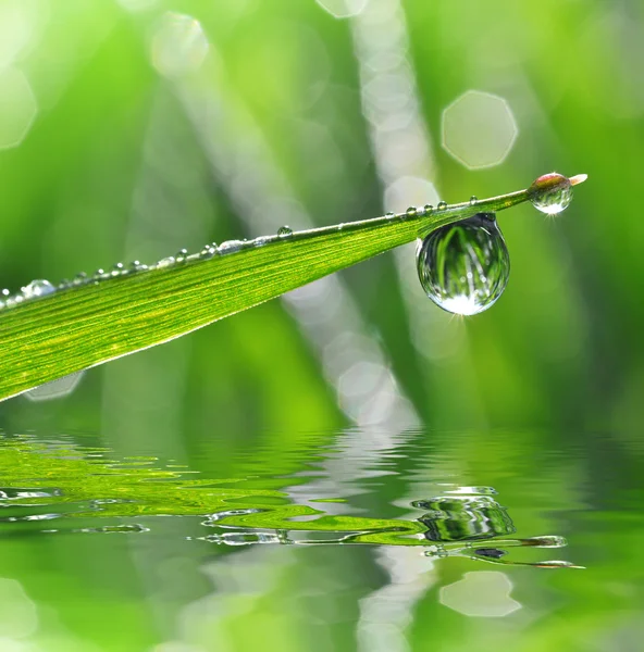 Dew drops — Stock Photo, Image