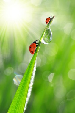 çiğ ve ladybirds