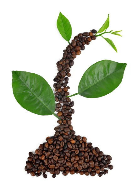 Pflanze aus Kaffeekörnern und Blättern — Stockfoto