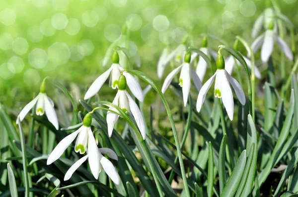 Gotas de neve — Fotografia de Stock