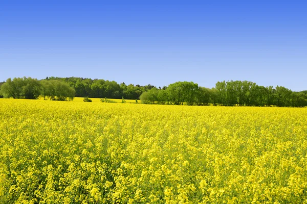 Raps fält — Stockfoto