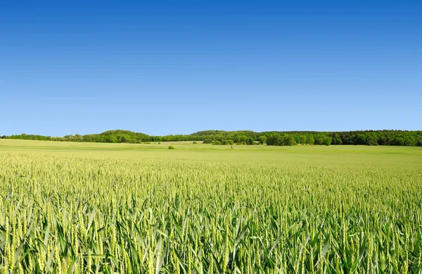 Campo de trigo — Foto de Stock