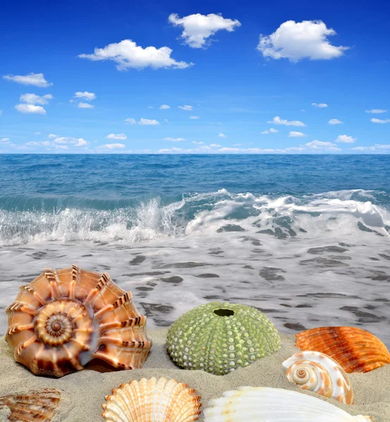 Conch shells — Stock Photo, Image