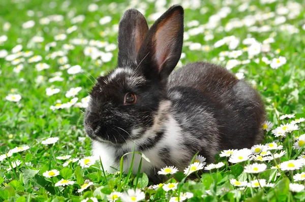 Söt kanin — Stockfoto