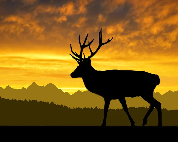 Deer — Stock Photo, Image