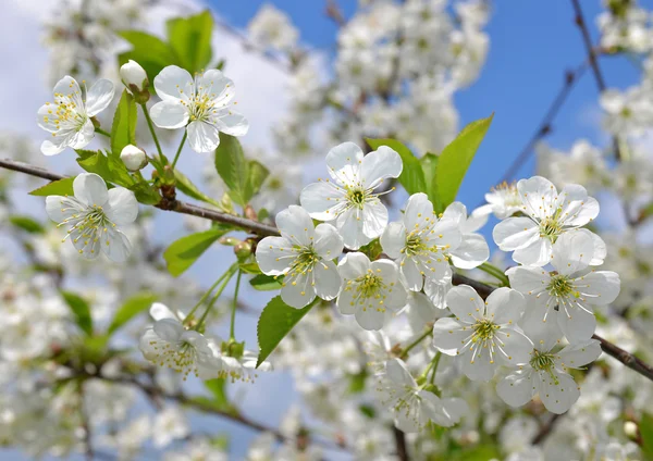 Flores de primavera —  Fotos de Stock