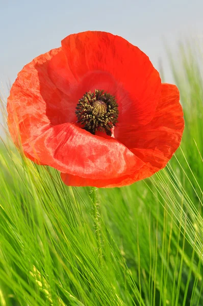 Roter Mohn — Stockfoto