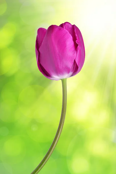 Frische lila Tulpe — Stockfoto