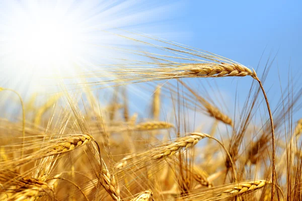 Golden wheat — Stock Photo, Image