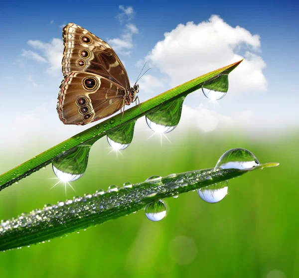 Dew and butterfly — Stock Photo, Image