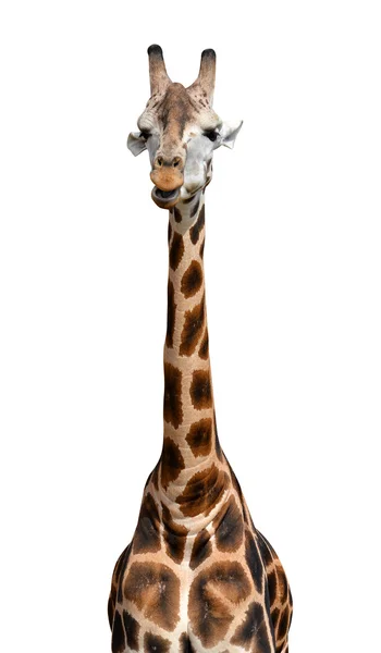 Giraffe — Stock Photo, Image