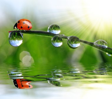 çiğ ve uğur böceği