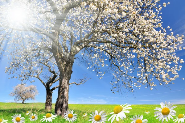 Blooming cherry tree — Stock Photo, Image