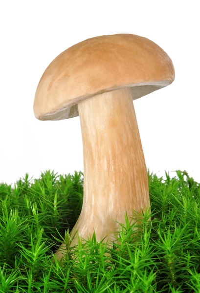 Boletus 새싹 — 스톡 사진