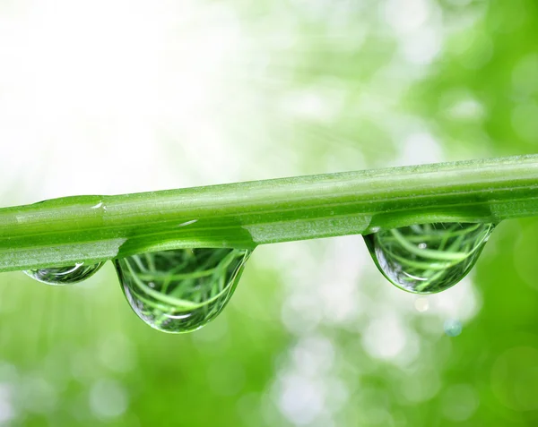 Dew drops — Stock Photo, Image