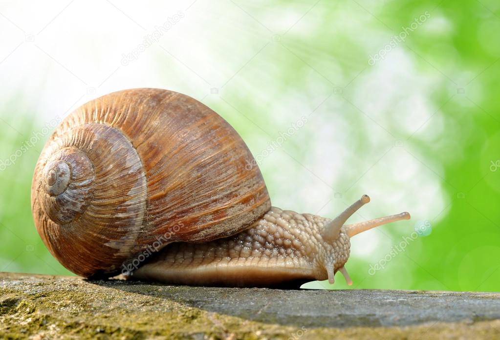 slug #hashtag
