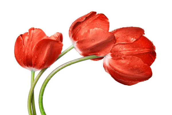Dewy red tulip — Stock Photo, Image