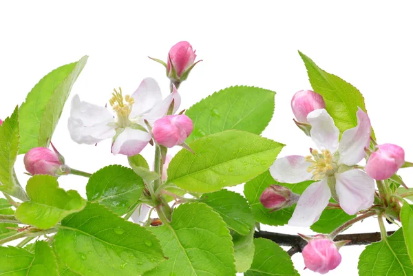 Spring blossoms — Stock Photo, Image