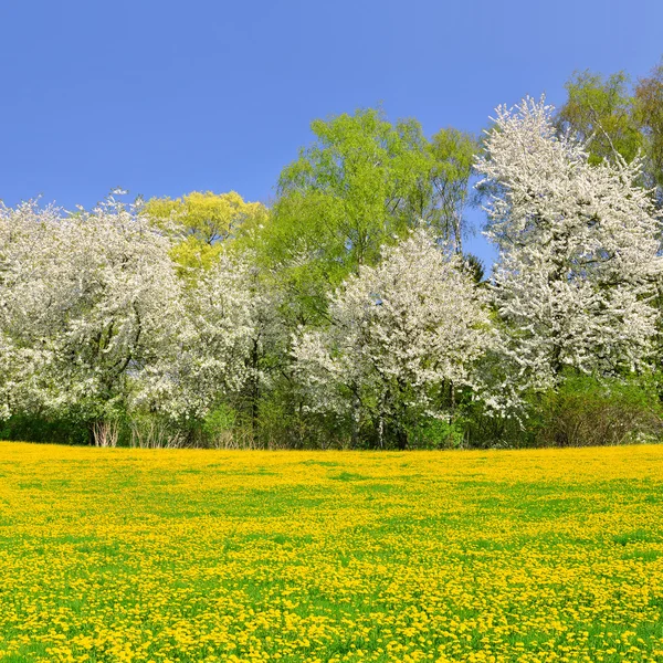 Jarní krajina — Stock fotografie
